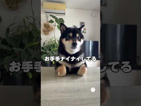 お手手ナイナイ中の柴犬にお手してみた　#柴犬　#黒柴　#犬　#かわいい犬 #犬のいる暮らし thumbnail