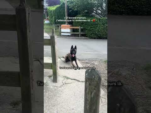 Et dire qu’ils continuent à attendre … ? #chien #malinois thumbnail