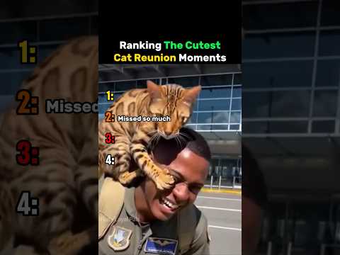 Ranking The Cutest Cat Reunion Moments #cat thumbnail