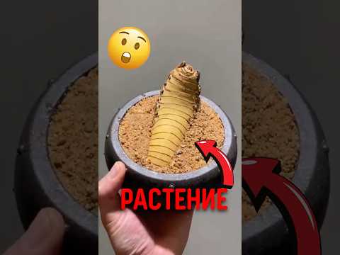 🎋 Бамбук который превращают в искусство! #бамбук #бонсай #формировкарастений thumbnail