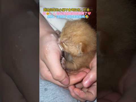 剛回來的小貓不會喝奶瓶，於是…🐱：人 你以後就是我的媽媽了💖 網友：有奶便是娘啊😍 #cat #cute #shorts #funnyshorts #funny thumbnail