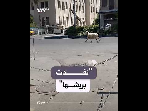 هروب خروف في شوارع دمشق thumbnail