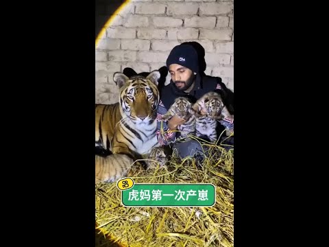 虎媽初為人母的溫暖奇蹟：含淚守護四隻脆弱卻珍貴的新生命。 thumbnail