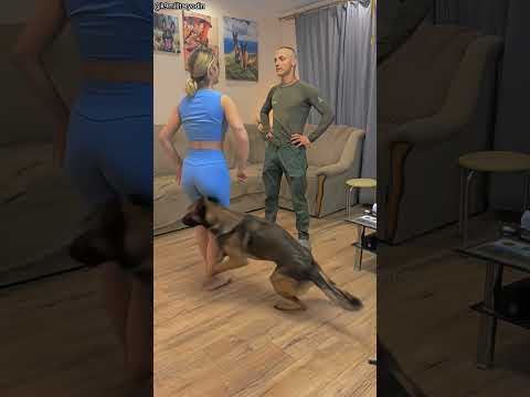 Soft Padded Dog Belt hoti to ye scene hi nahi hota 😂🐶 (🎥_@k9militaryodin) thumbnail
