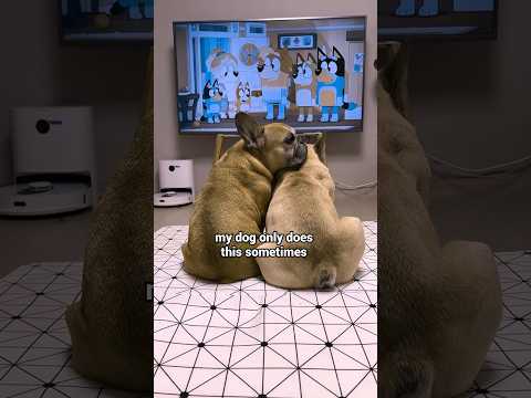 My Dog’s Sweetest Reaction To Watching TV Show 😭 thumbnail