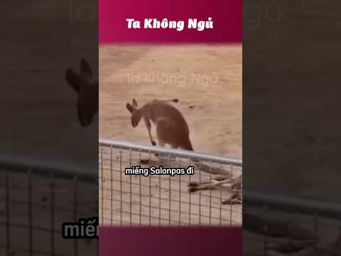 Mấy đứa này hài 👏 #takhongngu thumbnail