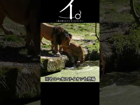 イ。-池に落ちたライオンについて? - thumbnail
