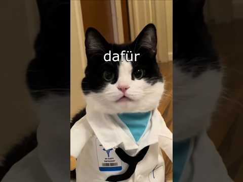 Die Dawgs können nicht mehr #lustig #witzig #funny #tiere #animals #meme #lachen #happy #2homiedawgs thumbnail