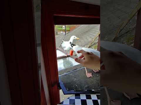 My Pet Seagull Barks For His Food! thumbnail
