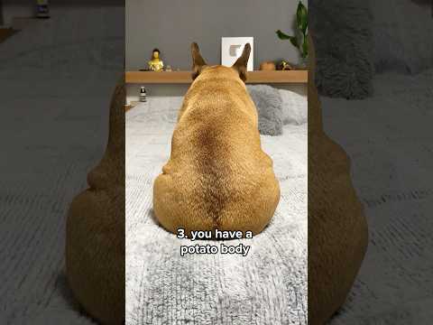 Are You A French Bulldog?👆**CLICK LINK Above To Watch Full Video thumbnail