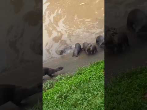Enough Swimming says Otter Parent #otter #otters #babyotter thumbnail