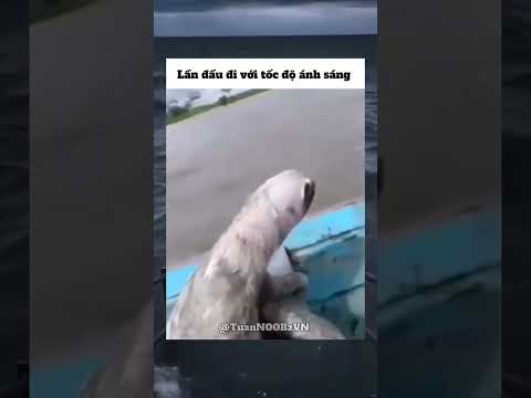 Con lười: sao con ng có thể đi nhanh đến vậy🤯 #memeVN#haimeme#shortsvn#haihuoc#funny#giaitri thumbnail