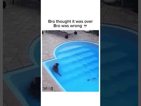 POV: This cat is actually built different ? Subscribe for more! #shorts thumbnail