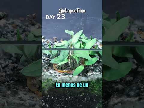 Cultivó Un Tomate Así 😳 thumbnail