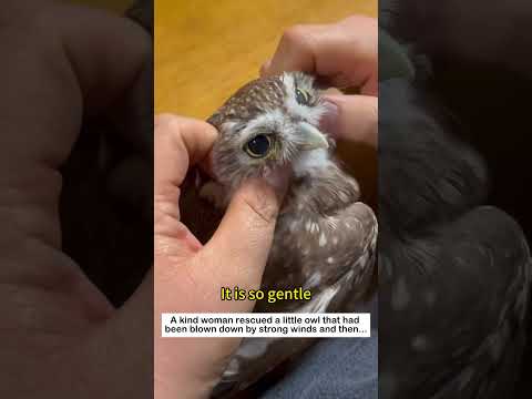 The Little Owl's Wonderful Encounters #lovestory #animals #wildliferescue #cute #owl #love thumbnail