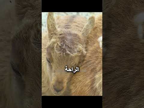 صغير الماعز يتحدى الموت على الجرف الشاهق #حيوانات_برية #بقاء thumbnail
