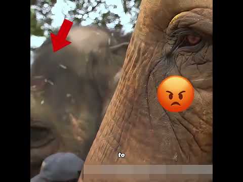 This Elephant Wants to Become a Painter #pets #cute #funny #shorts thumbnail
