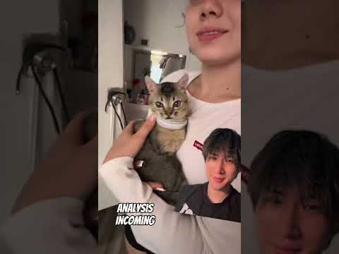 Cat identification thumbnail