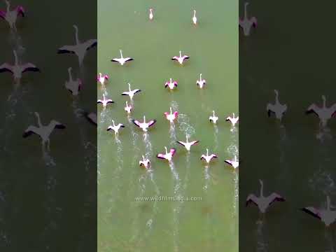 India's secret flamingo paradise, Sambar Lake, Rajasthan thumbnail