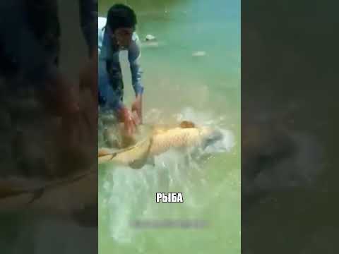 Мужик поймал гиганта ГОЛЫМИ РУКАМИ💪🐟😱 thumbnail