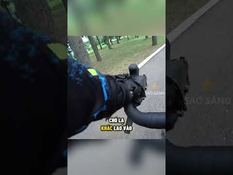 Biker bảo vệ chú chó đã bảo vệ mình thumbnail
