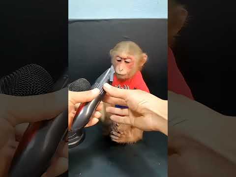 Cute - Máy tỉa lông cho khỉ ??? #funny #shortvideo thumbnail