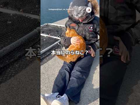 警戒心ゼロの野良猫さん｜PECO thumbnail
