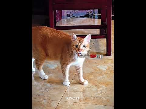 Cats Pretending 💀 #edit #cat #skulledit #catedit thumbnail