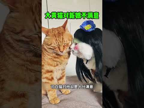 大黄猫对新娘不满意 #感人壹幕 #大熱門 #影視解説 #影视聚焦 #搞笑 #funny #精彩影视 #熱門 #正能量 #automobile thumbnail