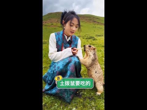 藏區女孩與土撥鼠的純真邂逅：跨越山海，只為那一刻溫暖的相遇。 thumbnail