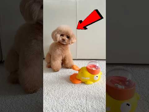 Esse cachorrinho é puro demais para este mundo 🐶🥰 thumbnail