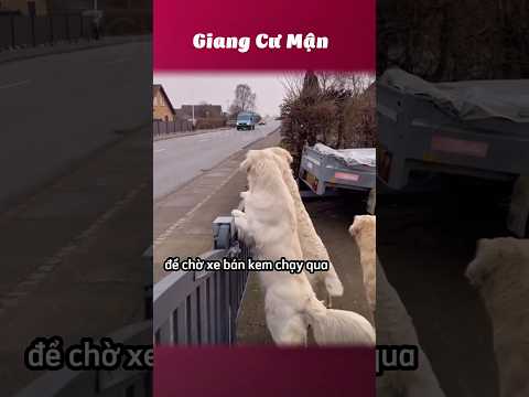 Khôn như chó 🍨 #giangcuman thumbnail