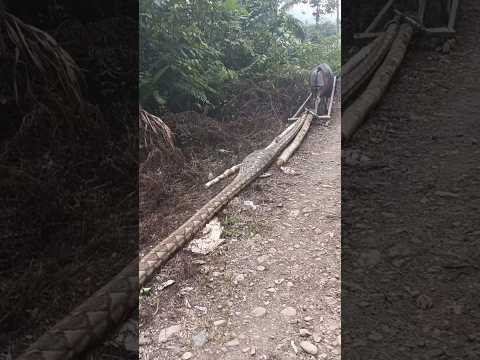 พวกเขาถึงกับอึ้ง เมื่อเจอเจ้าสิ่งนี้ #wildlife #animals #nature #ular #snake #buaya #python thumbnail