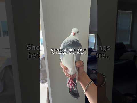 A pigeon experiencing what it’s like to be human… #birds #pigeon thumbnail