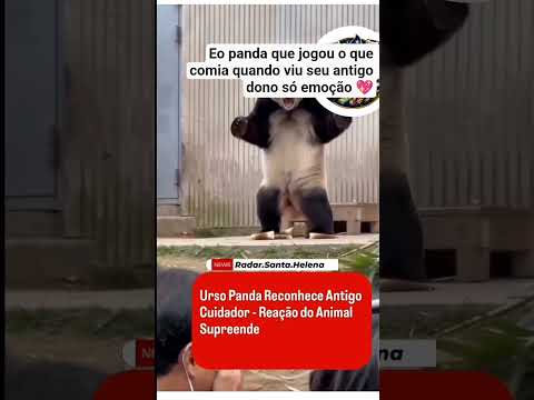 Panda joga o que comia quando seu antigo dono chama thumbnail