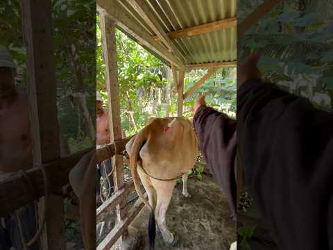 PENYUNTIKAN SAPI SEBELUM DIGEMBALA #cow #sapi #animals thumbnail
