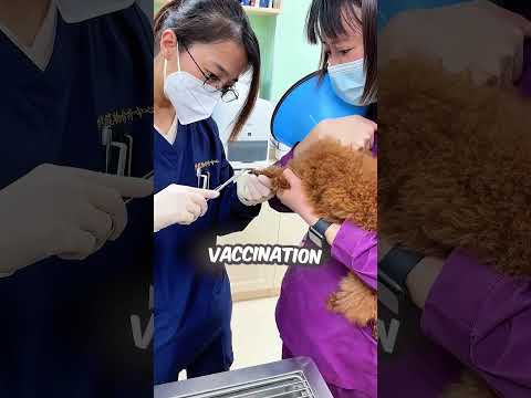 This Owner Tricked His Naughty Dog ?? thumbnail