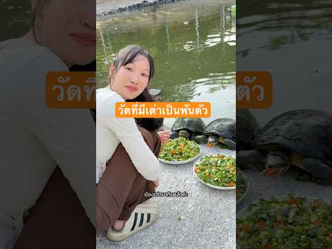 ทำบุฟเฟต์อาหารให้เต่า thumbnail