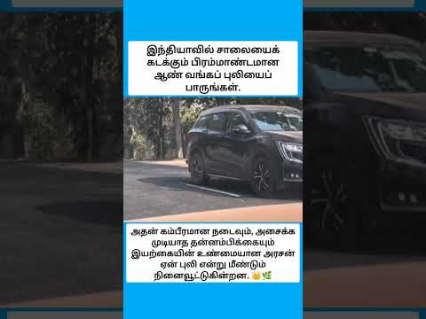 சாலையைக் கடந்து செல்லும் இந்த பிரம்மாண்டமான ஆண் வங்காளப் புலியைப் பாருங்கள்! 🐅😲 #shorts thumbnail