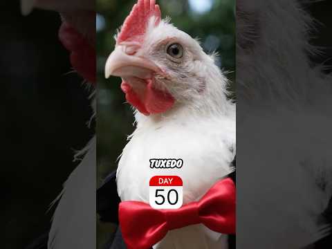 I Raised A Chicken thumbnail