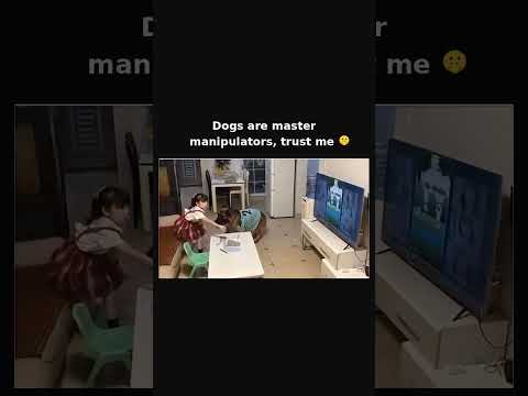 His strategy is flawless. My dog just stares at the fridge and hopes for the best 😂Follow #shorts thumbnail