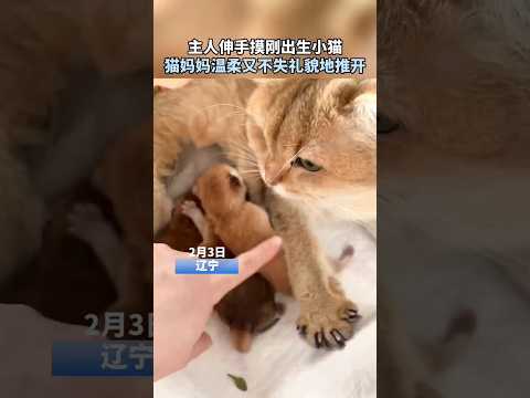 ?? 猫妈温柔推开主人抚摸幼崽手，网友称最礼貌的拒绝 ?? Gentle Dismissal: Cat Polite But Firm as Owner Touches Newborn thumbnail