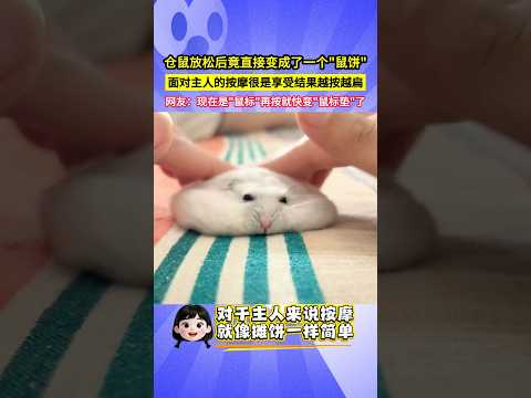 倉鼠放鬆後竟直接變成了一個"鼠餅"，面對主人的按摩很是享受結果越按越扁，網友：現在是"鼠標"再按就快變"鼠標墊"了！#shorts thumbnail