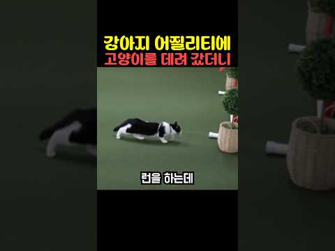 강아지 어질리티에 고양이를 데려 갔더니 thumbnail