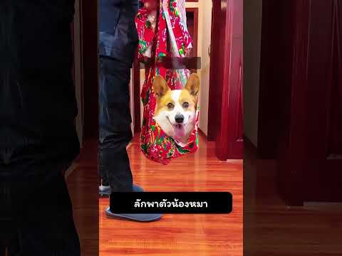 ลักพาตัวน้องหมา thumbnail