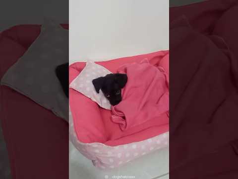 She just tucked herself in… I can’t 😭❤️ thumbnail