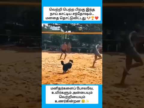 வெற்றி பெற்ற பிறகு இந்த நாய் காட்டிய சந்தோஷம்… மனதை தொட்டுவிட்டது ??❤️ #shorts thumbnail
