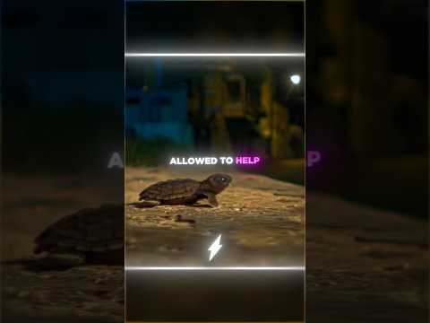 They Wanted To Help The Turtles...😰💔 thumbnail