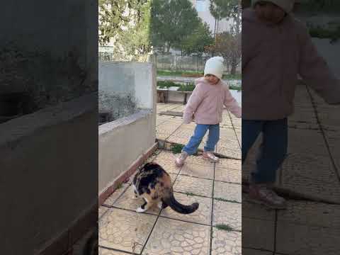 Kediye yemek yerken dokunma sinirleniyor😂 #aboneolmayiunutmayin #catshorts #kesfeteyyiz #funny thumbnail