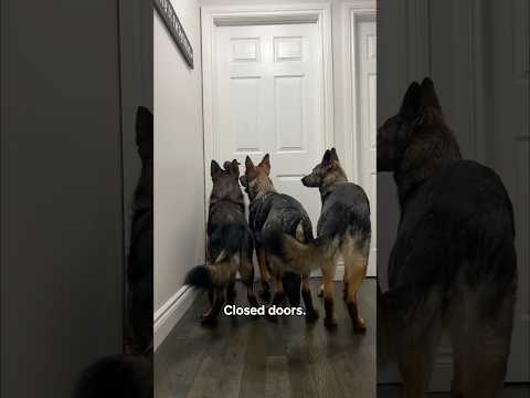 Things That Offend My German Shepherds thumbnail